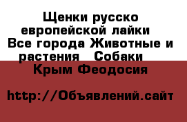 Щенки русско европейской лайки - Все города Животные и растения » Собаки   . Крым,Феодосия
